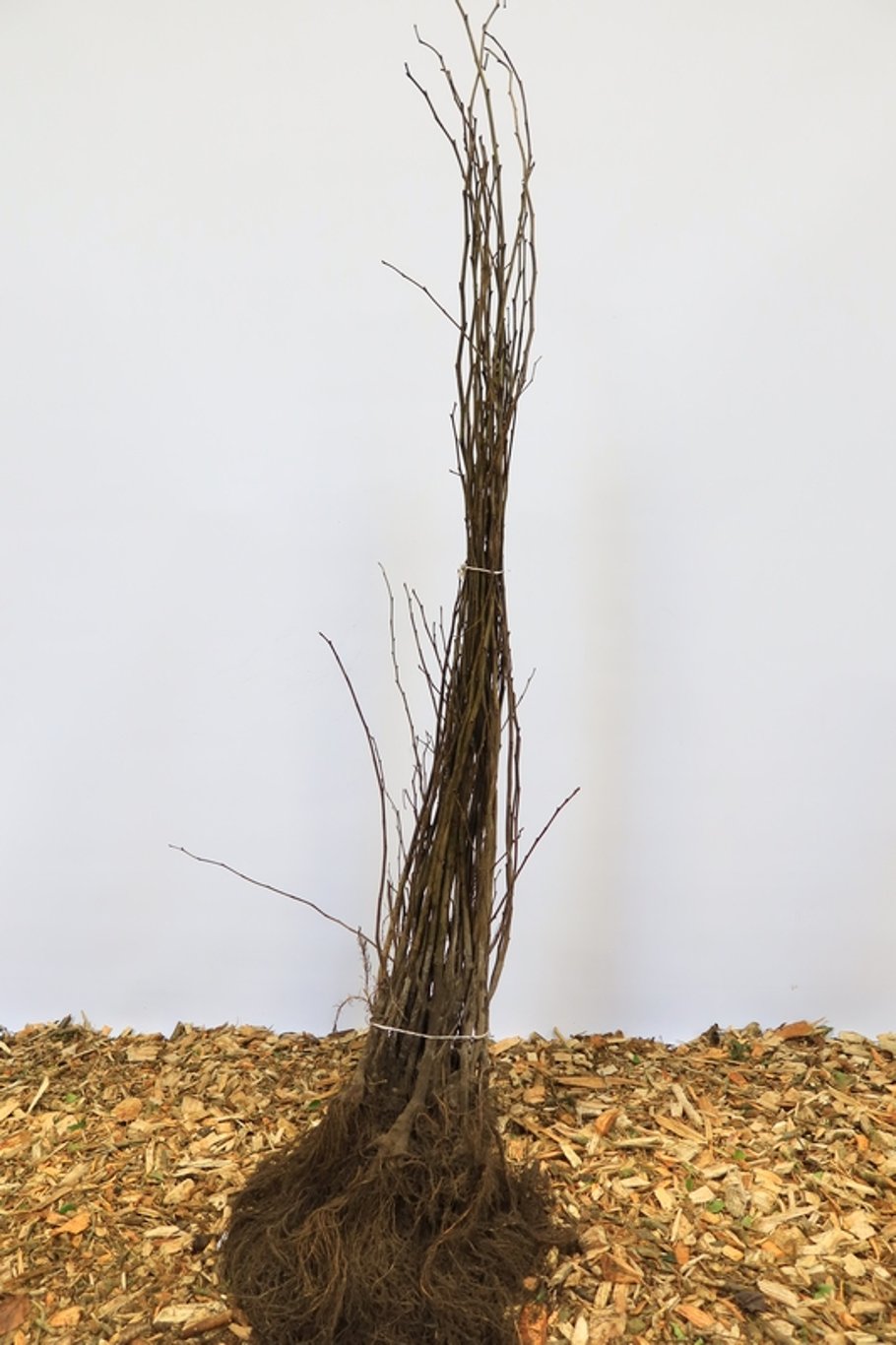 Ulmus glabra - 60-100 CM bare root 1/1